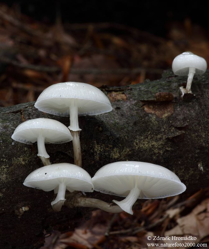 Slizečka porcelánová, Oudemansiella mucida (Houby, Fungi)